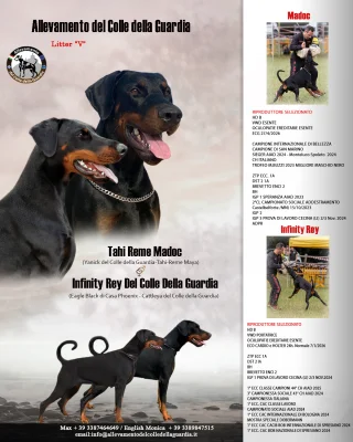 LA NUOVA CUCCIOLATA DEL COLLE DELLA GUARDIA LETTERA 